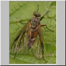Rhagio vitripennis- Schnepfenfliege w03.jpg